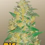 Семена конопли Original AUTO AK от Fast Buds